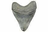 Fossil Megalodon Tooth - South Carolina #365766-1